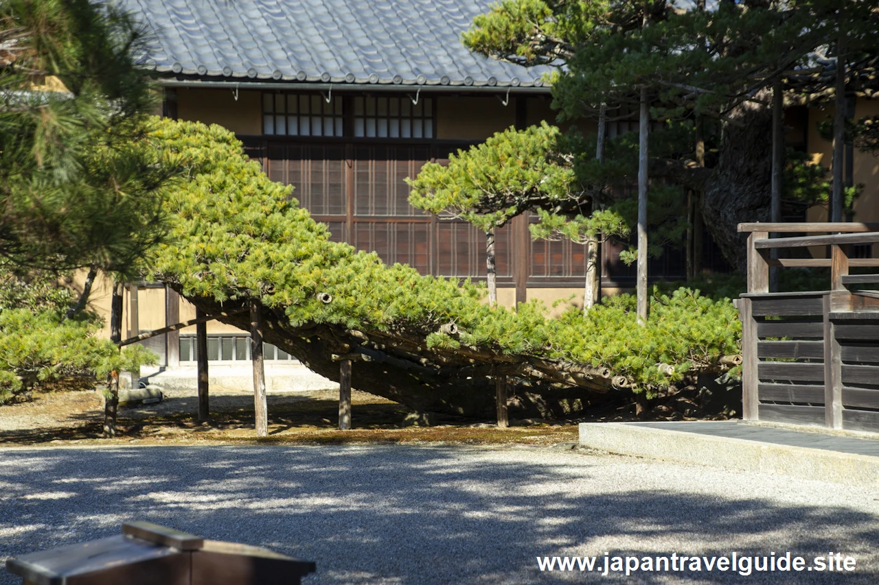 陸舟の松：金閣寺の見どころ(3)