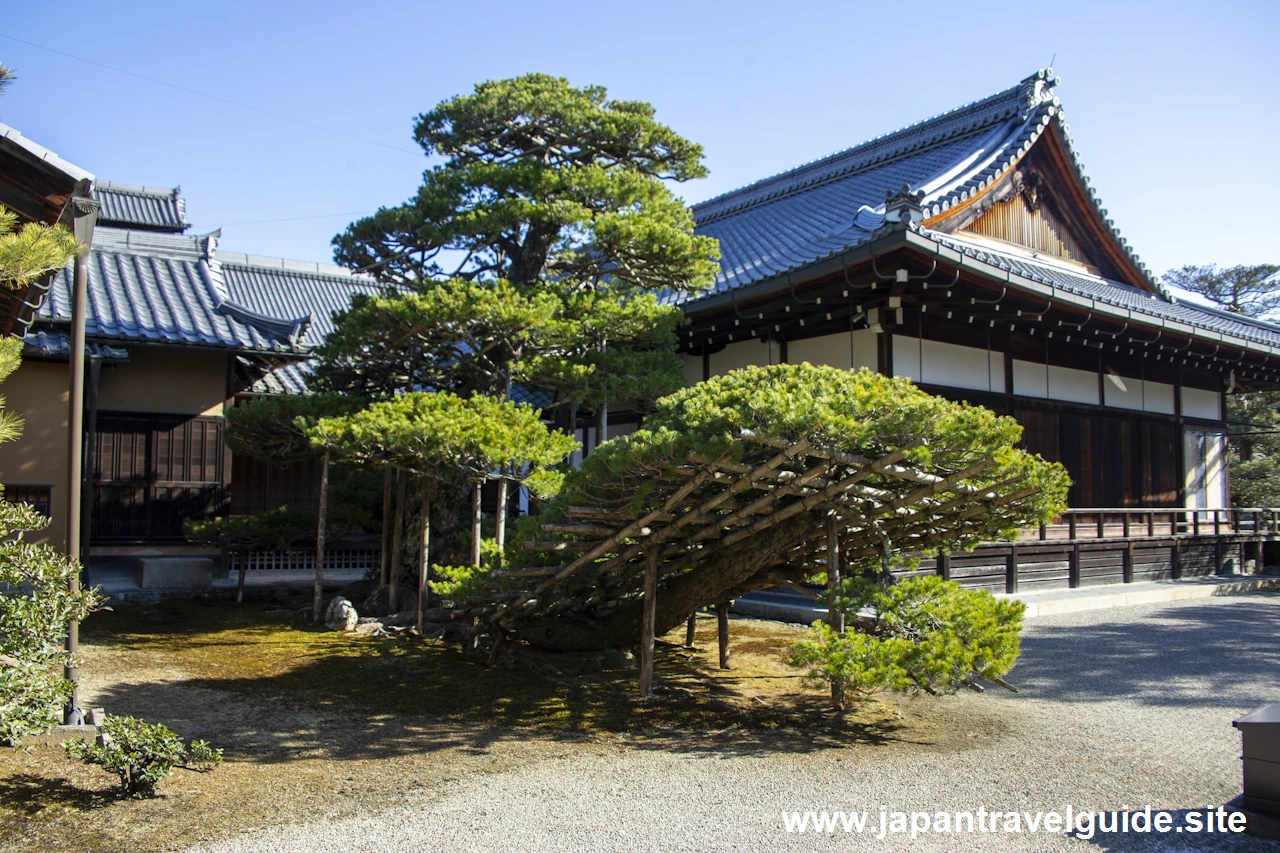 陸舟の松：金閣寺の見どころ(4)