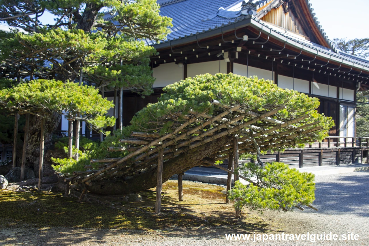 陸舟の松：金閣寺の見どころ(5)