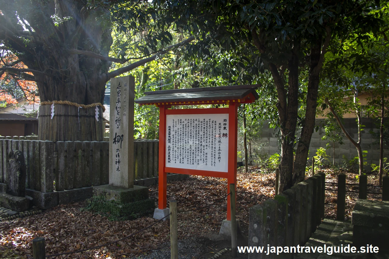 ナギの大樹：熊野速玉大社の見どころ(4)