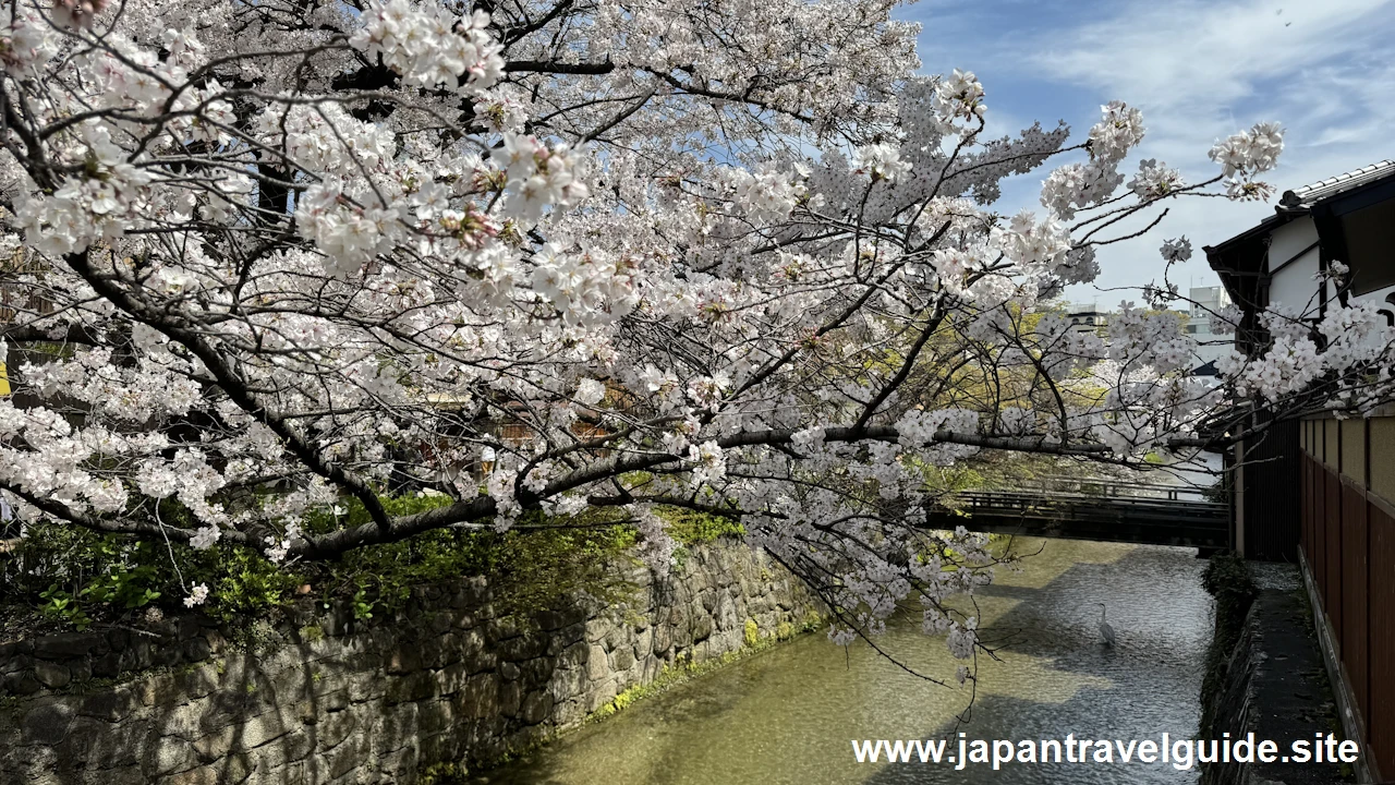 祇園白川の桜：祇園の見どころ(1)