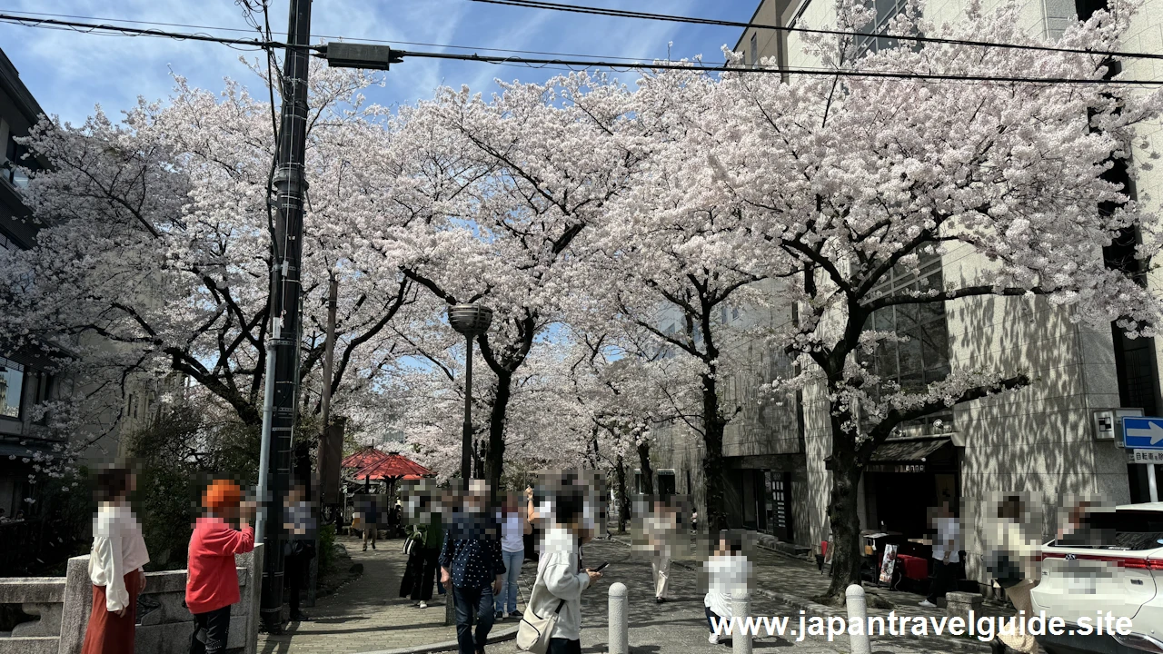 祇園白川の桜：祇園の見どころ(2)