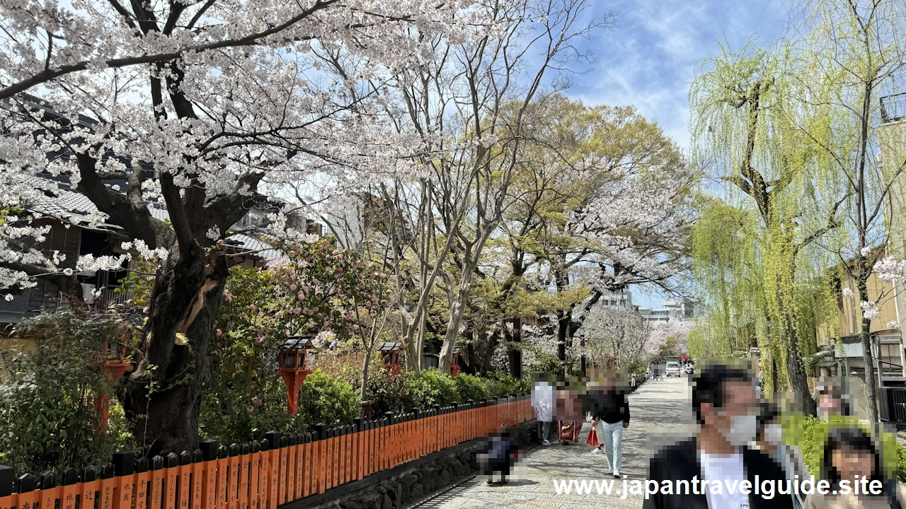 祇園白川の桜：祇園の見どころ(3)