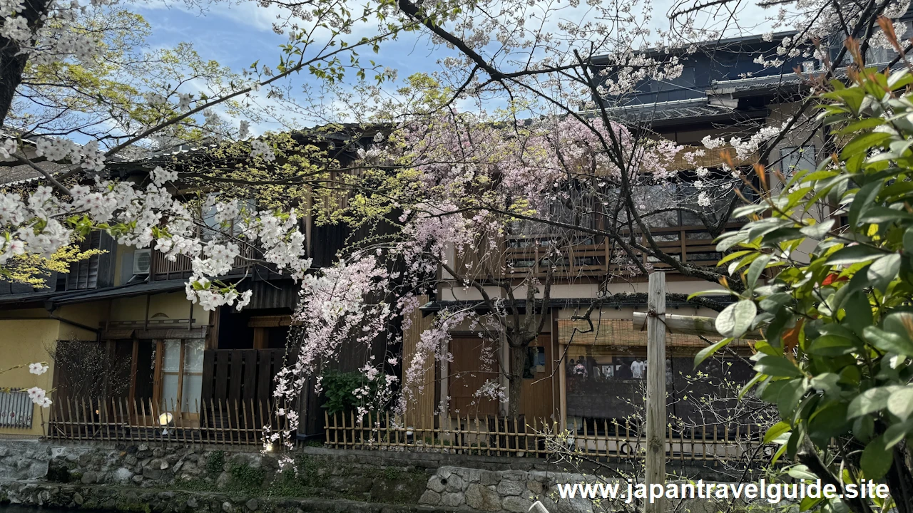 祇園白川の桜：祇園の見どころ(4)