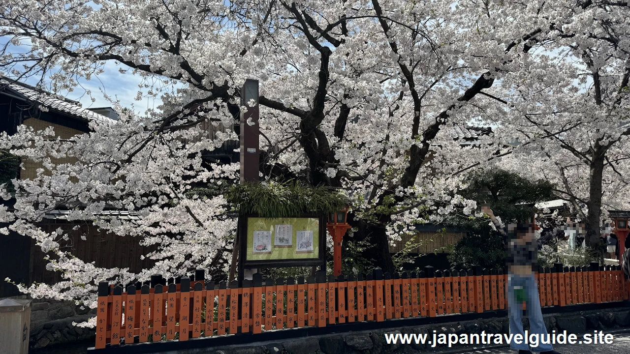 祇園白川の桜：祇園の見どころ(6)