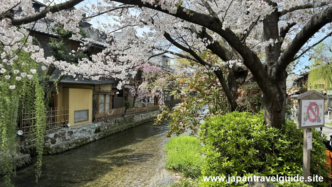 祇園白川の桜：祇園の見どころ(8)