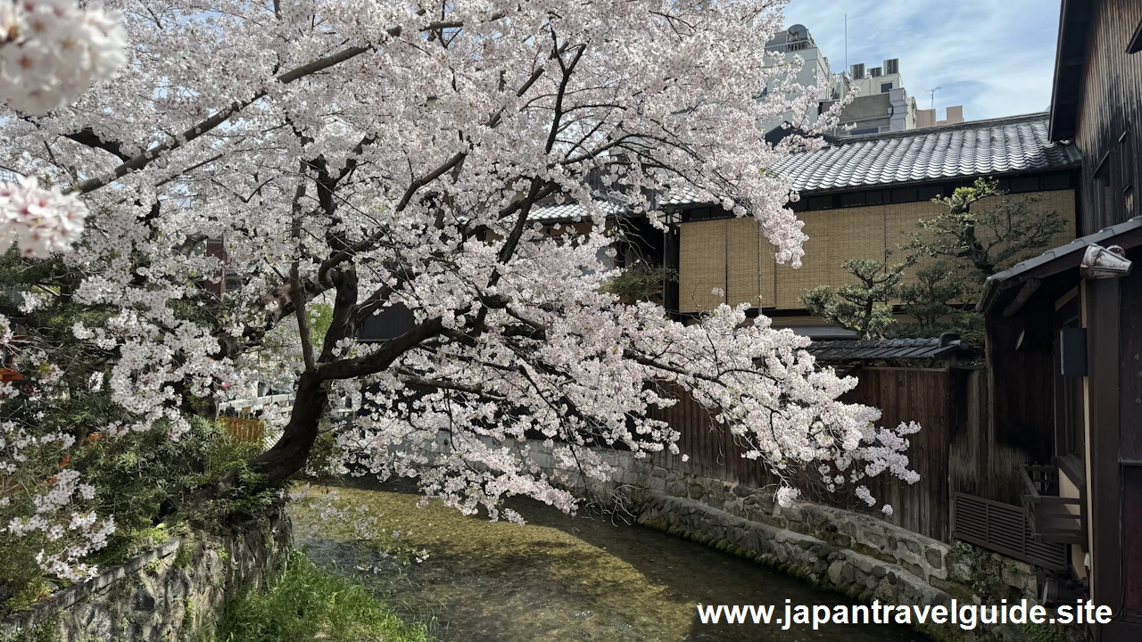 祇園白川の桜：祇園の見どころ(9)