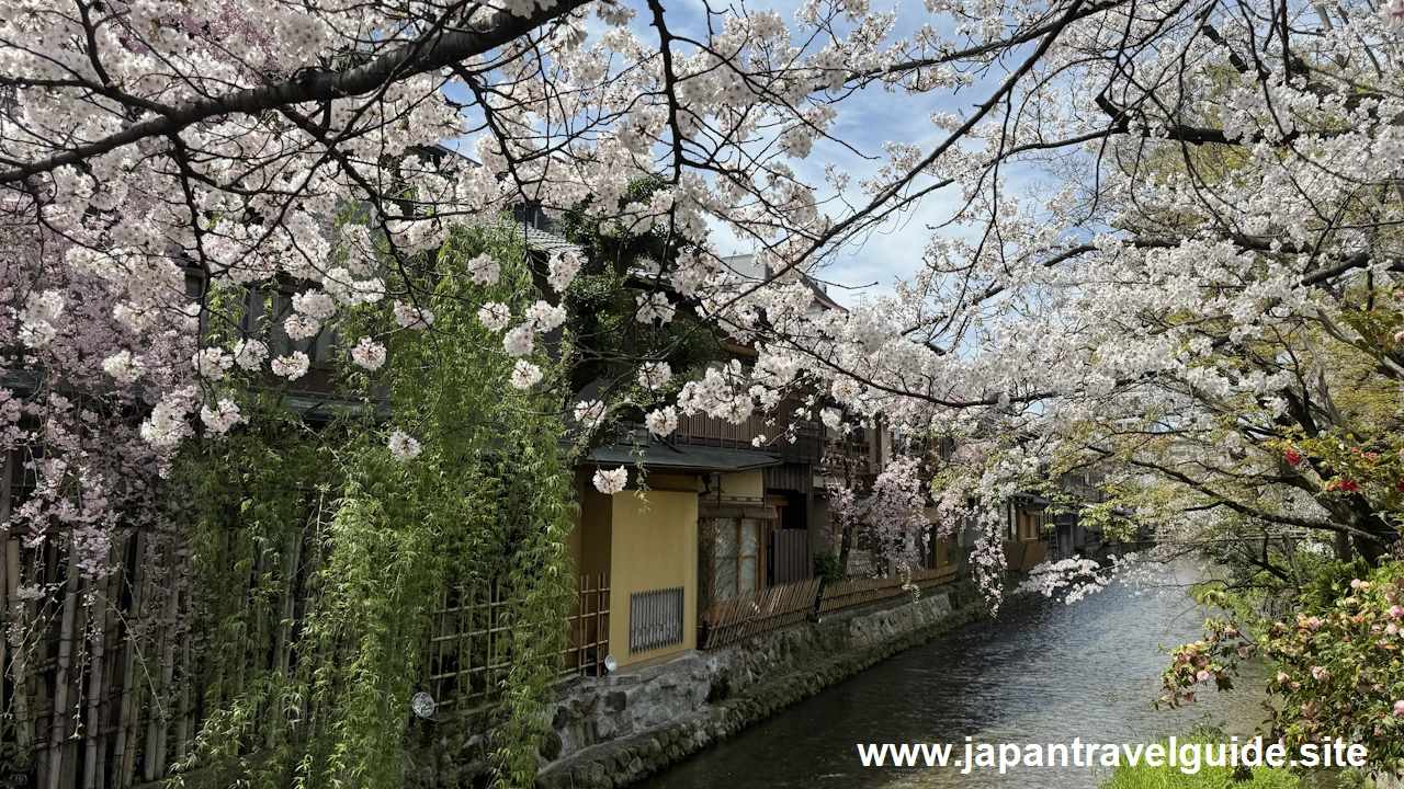 祇園白川の桜：祇園の見どころ(10)