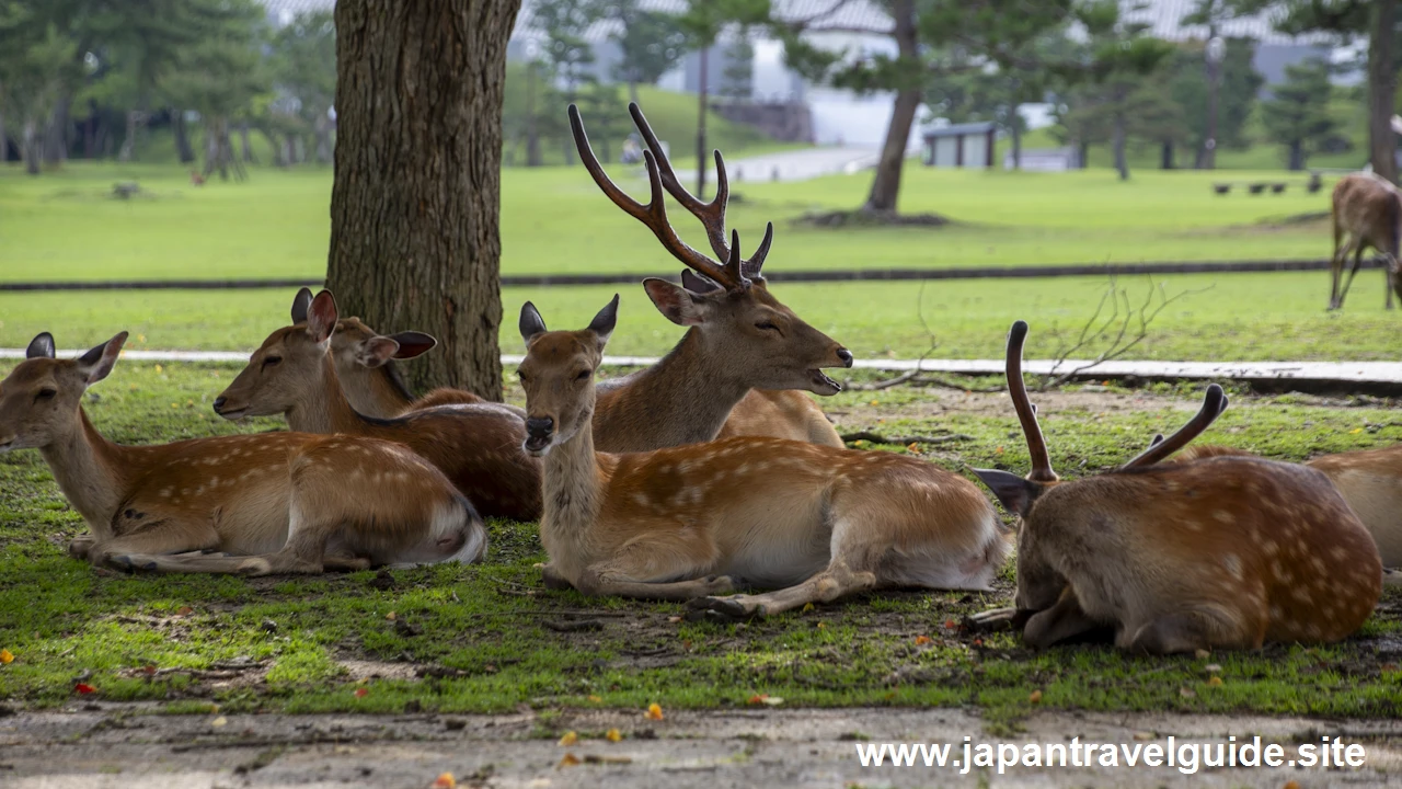 奈良公園の鹿：奈良公園の見どころ(1)