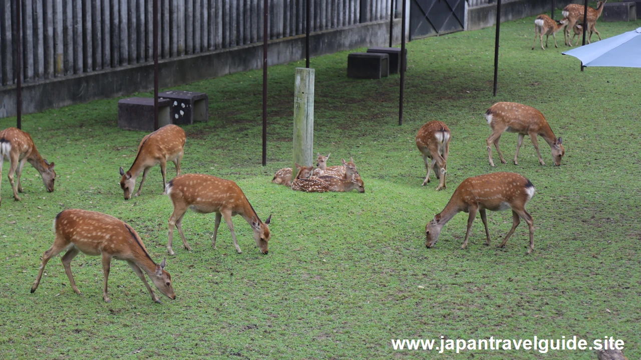 鹿苑(小鹿公開)：奈良公園の見どころ(3)