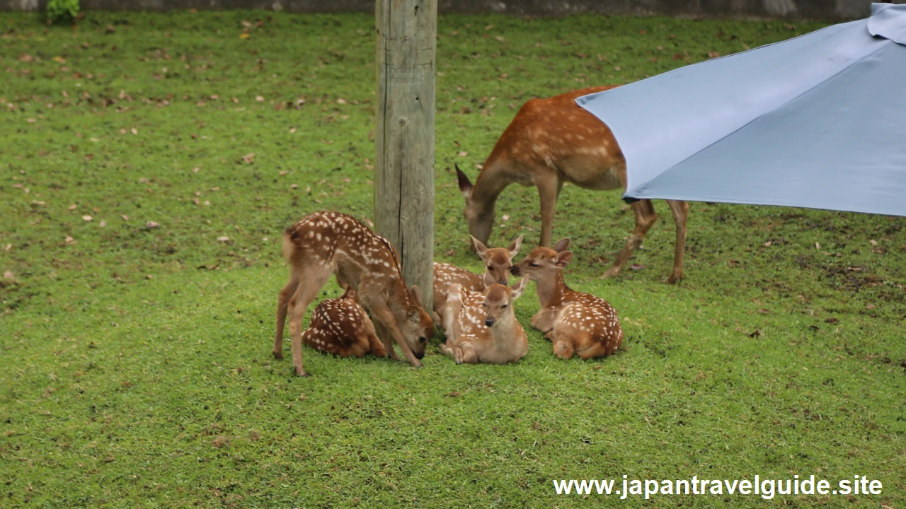 鹿苑(小鹿公開)：奈良公園の見どころ(4)