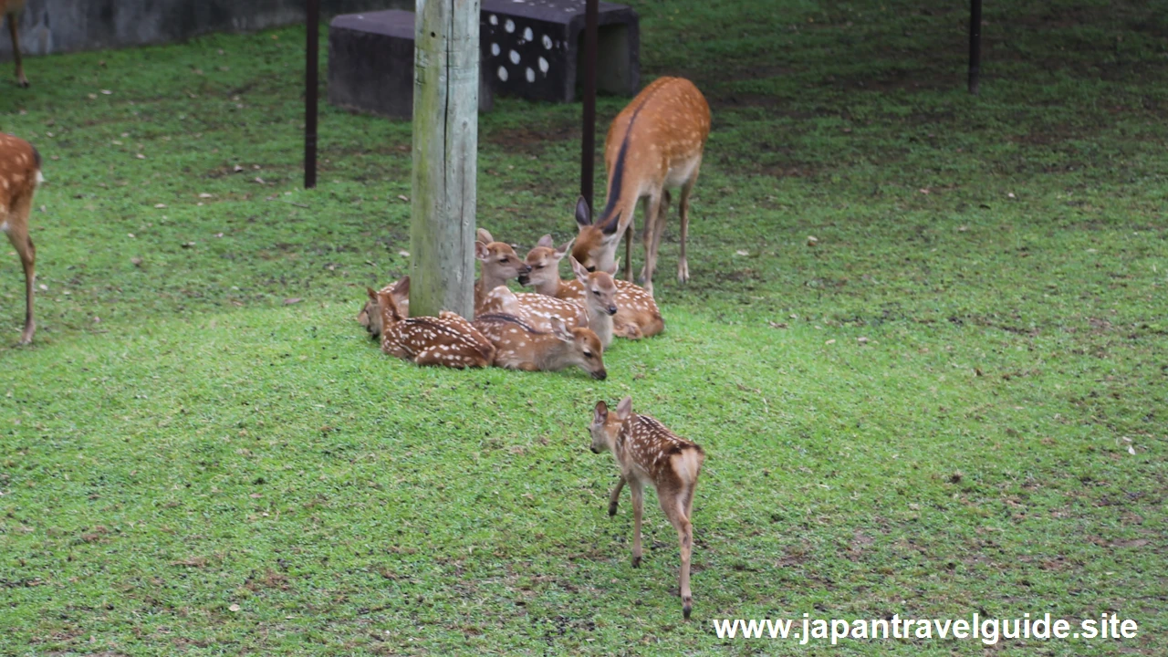 鹿苑(小鹿公開)：奈良公園の見どころ(5)
