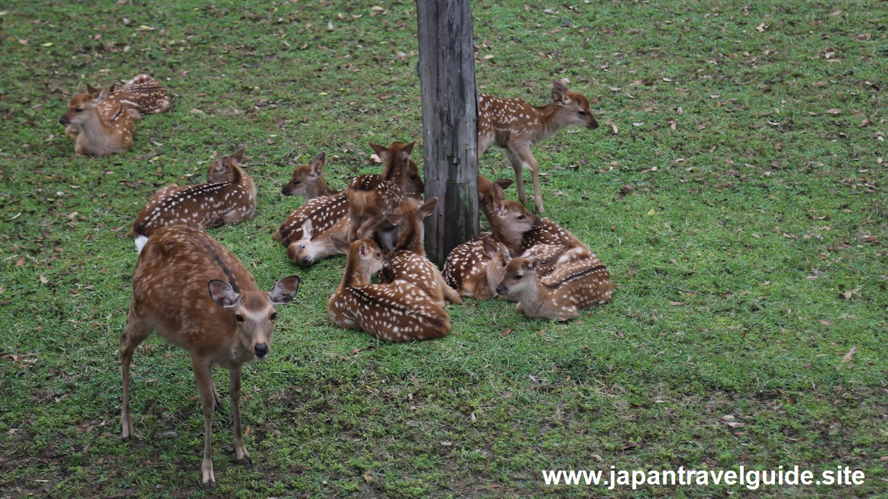 鹿苑(小鹿公開)：奈良公園の見どころ(6)