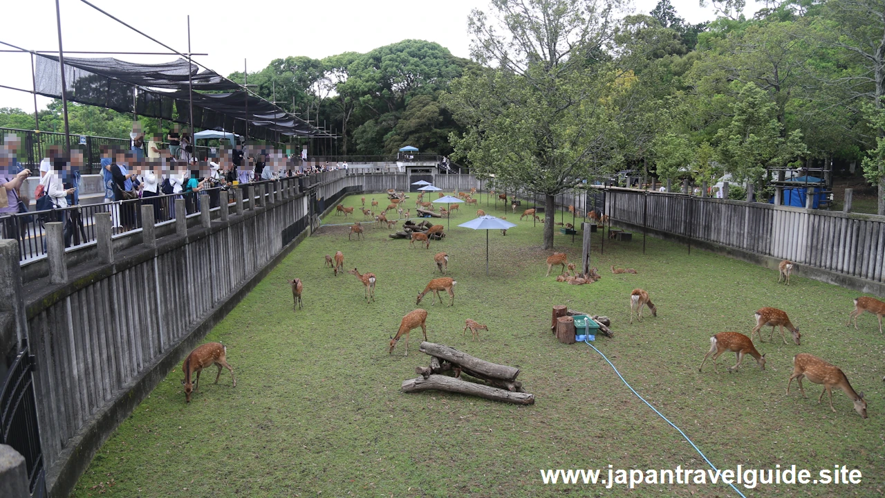 鹿苑(小鹿公開)：奈良公園の見どころ(7)