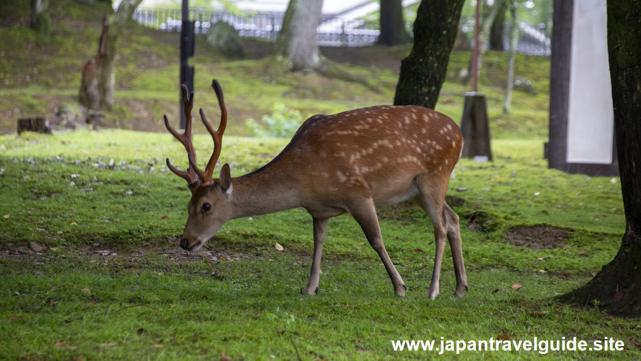 奈良公園の鹿：奈良公園の見どころ(2)