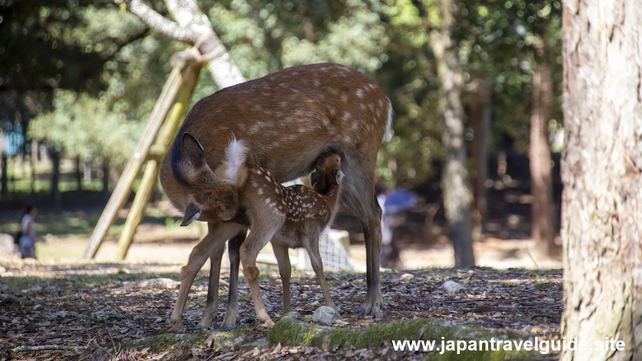 奈良公園の鹿：奈良公園の見どころ(3)