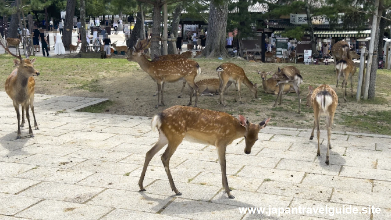 浮雲園地：奈良公園の見どころ(1)