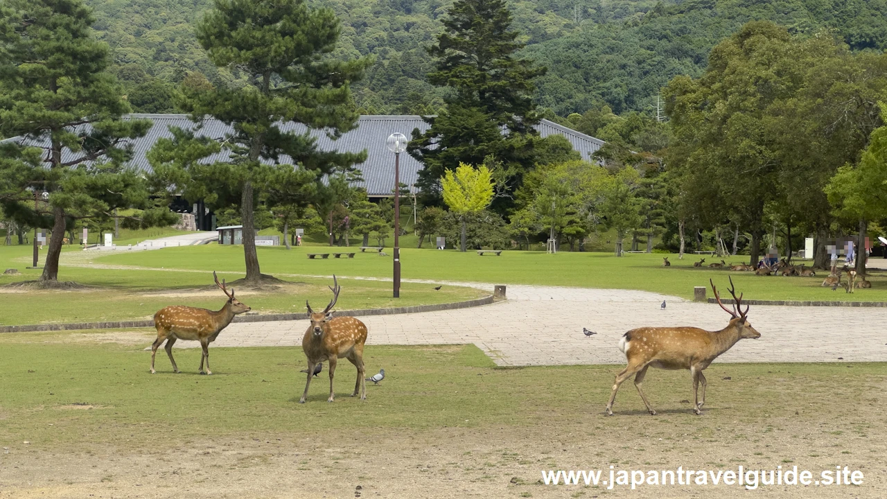 浮雲園地：奈良公園の見どころ(3)