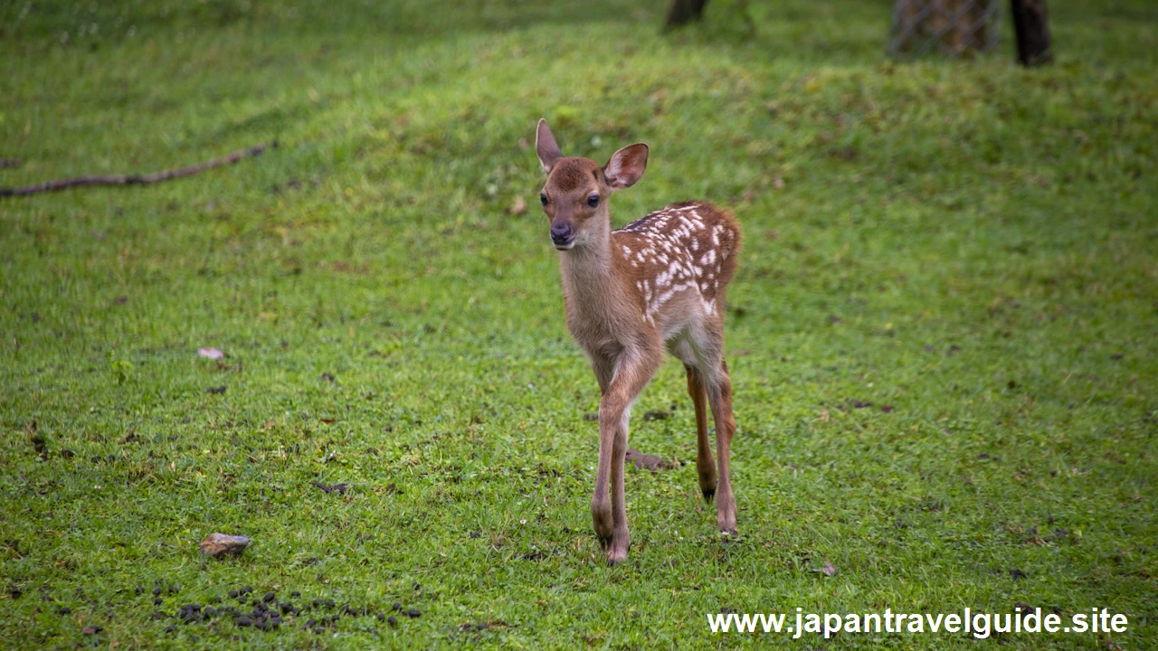 奈良公園の鹿：奈良公園の見どころ(4)
