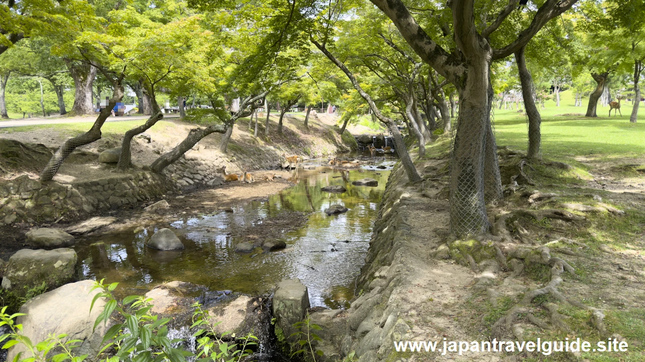 浮雲園地：奈良公園の見どころ(5)