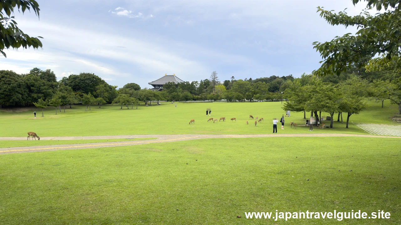 春日野園地：奈良公園の見どころ(1)