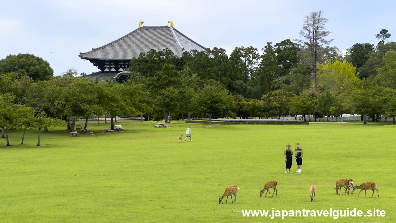 春日野園地：奈良公園の見どころ(2)