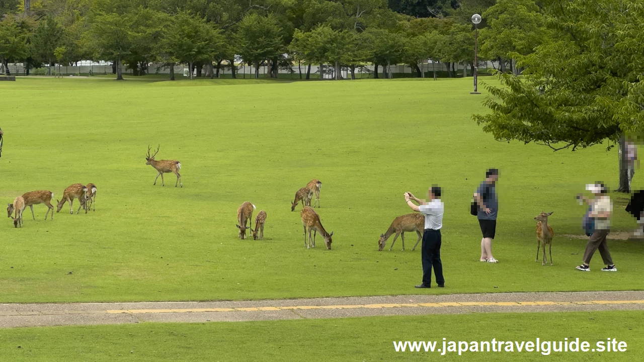 春日野園地：奈良公園の見どころ(3)