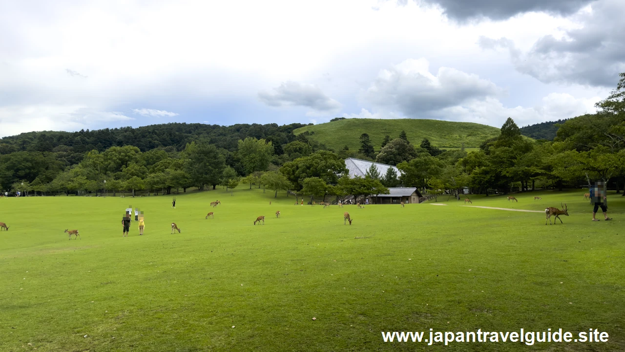 春日野園地：奈良公園の見どころ(4)