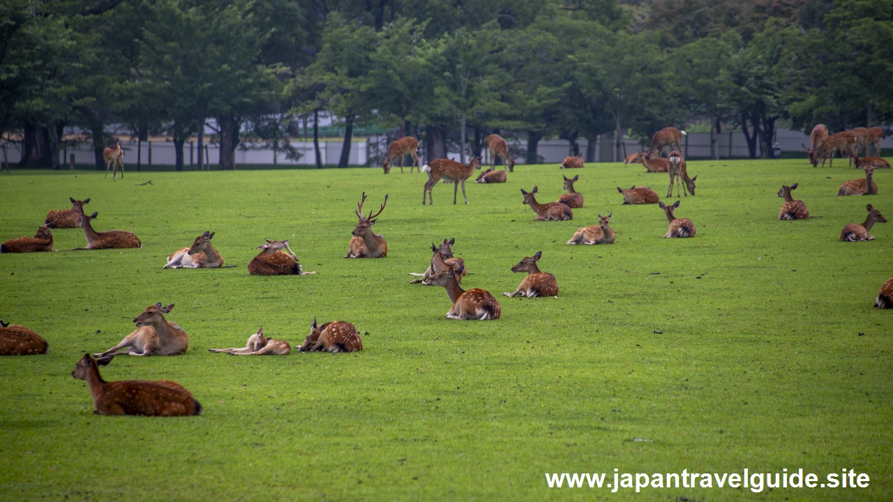 奈良公園の鹿：奈良公園の見どころ(5)