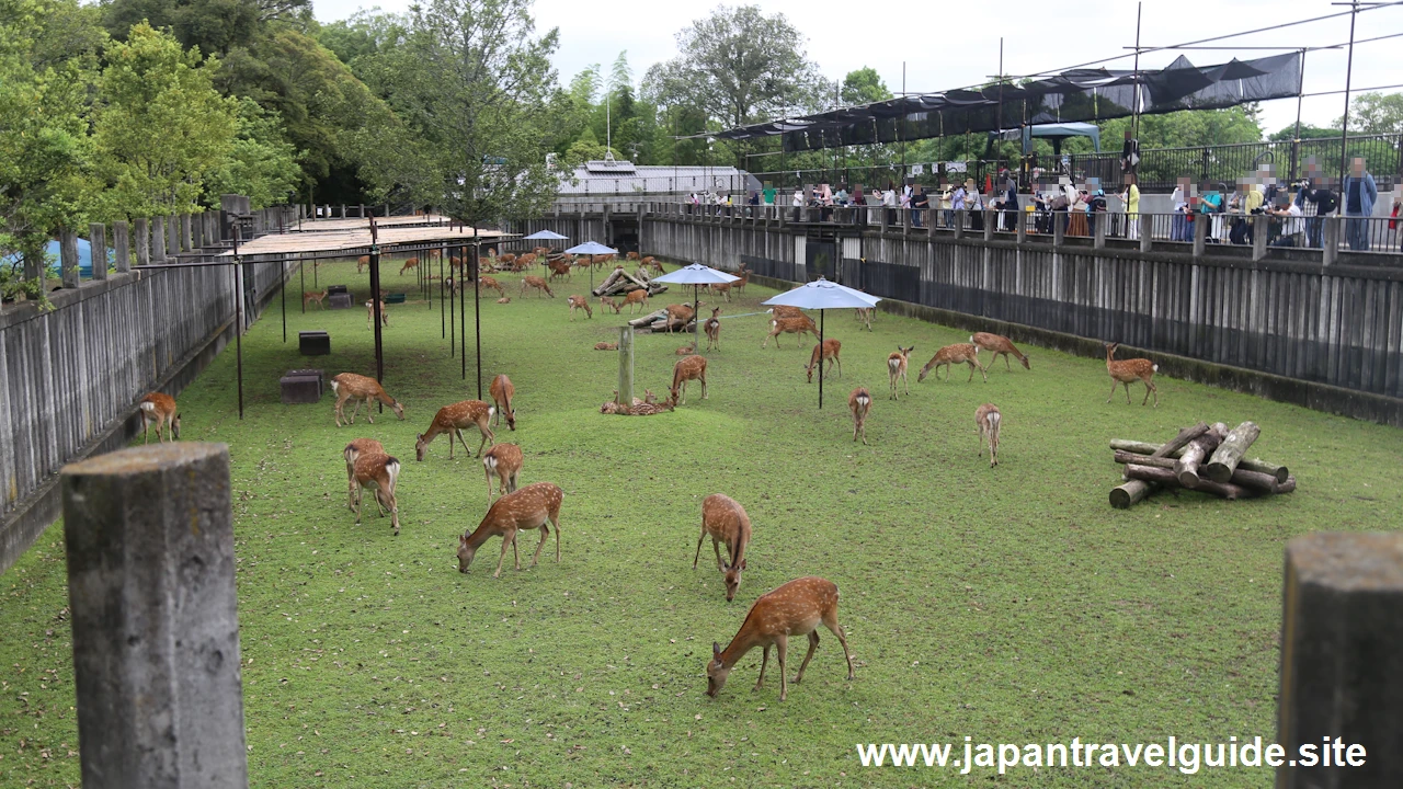 鹿苑(小鹿公開)：奈良公園の見どころ(2)