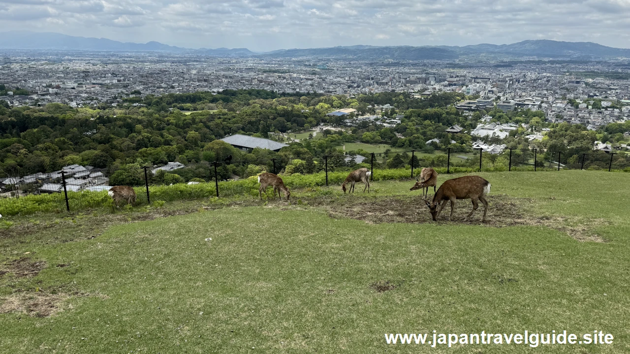 若草山の登山方法(9)