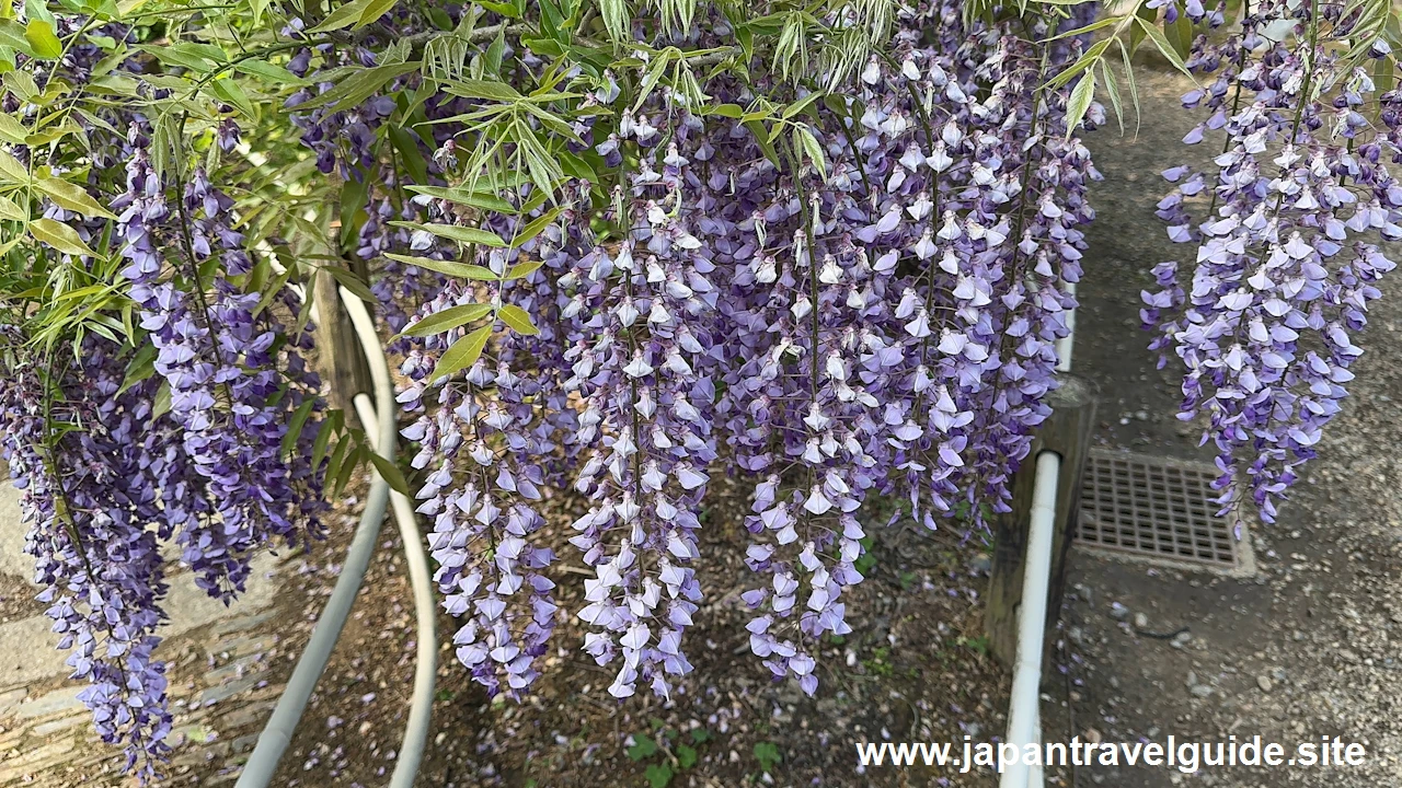 萬葉植物園の藤の園(10)