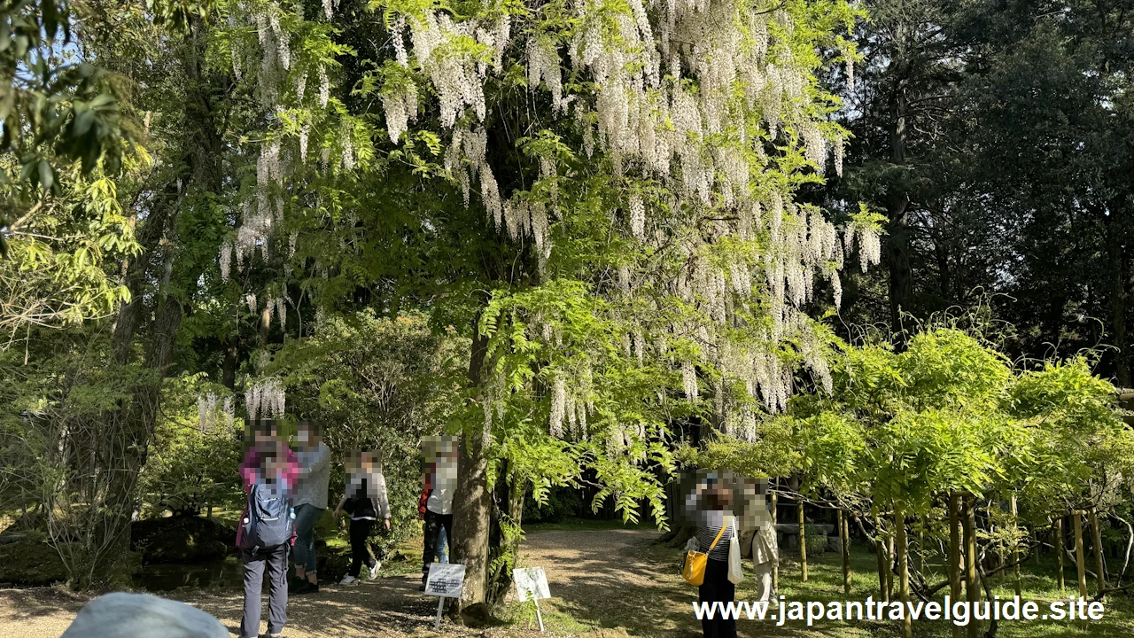 萬葉植物園の藤の園(11)