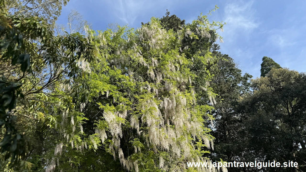 萬葉植物園の藤の園(12)