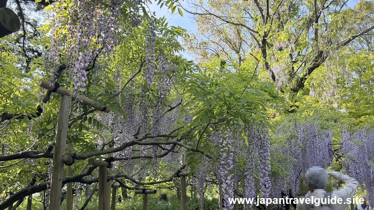 萬葉植物園の藤の園(13)