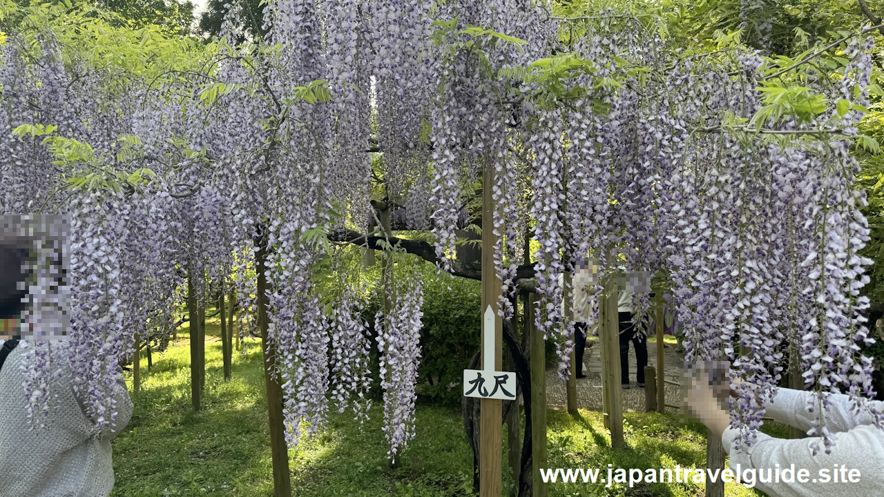 萬葉植物園の藤の園(14)