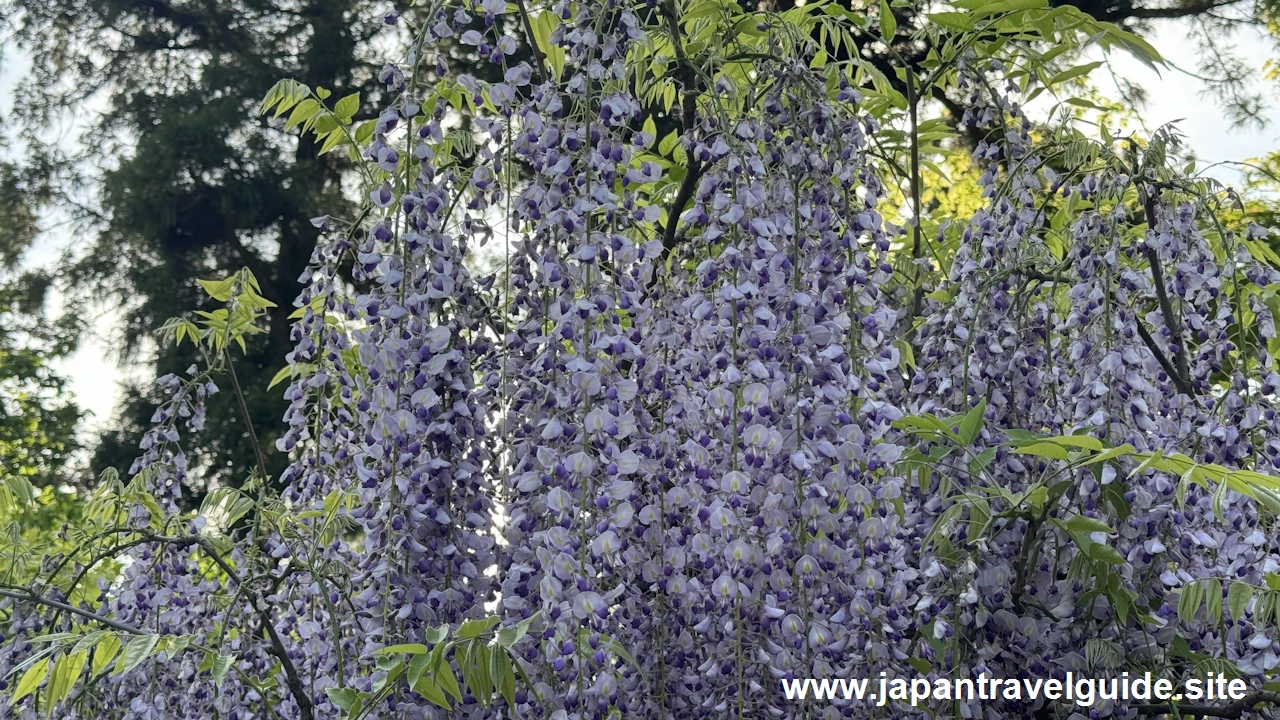 萬葉植物園の藤の園(15)