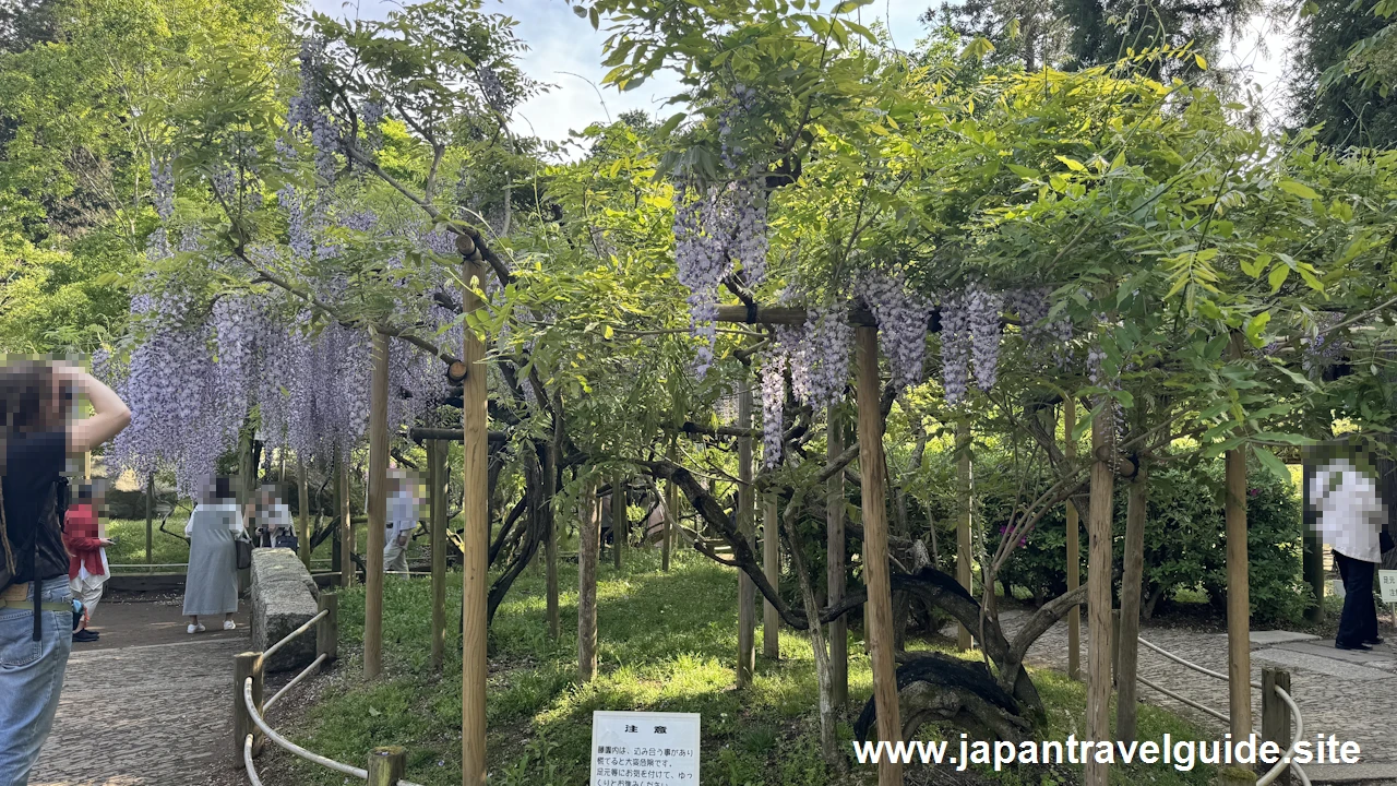 萬葉植物園の藤の園(17)