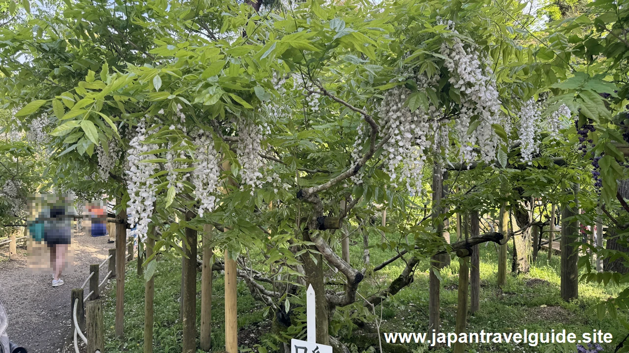 萬葉植物園の藤の園(18)