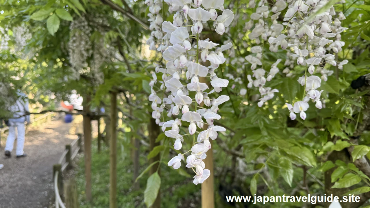 萬葉植物園の藤の園(19)