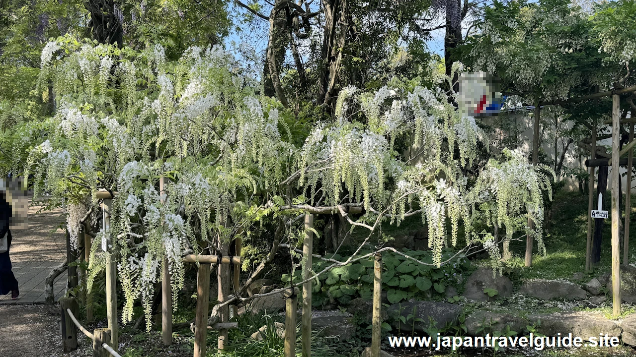 萬葉植物園の藤の園(20)