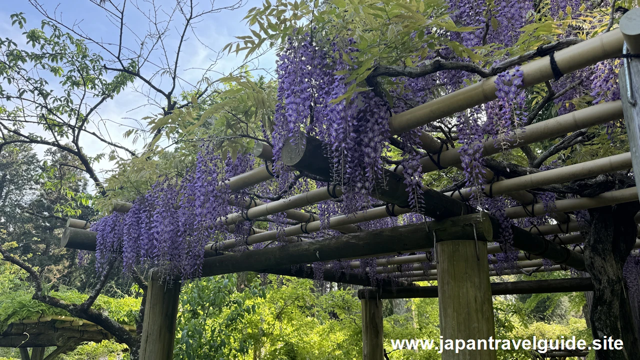 萬葉植物園の藤の園(22)