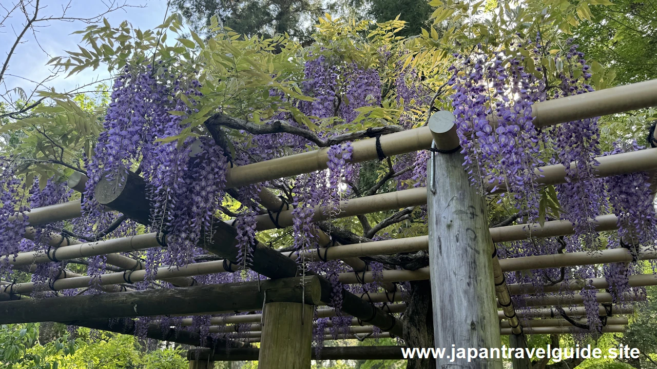 萬葉植物園の藤の園(23)