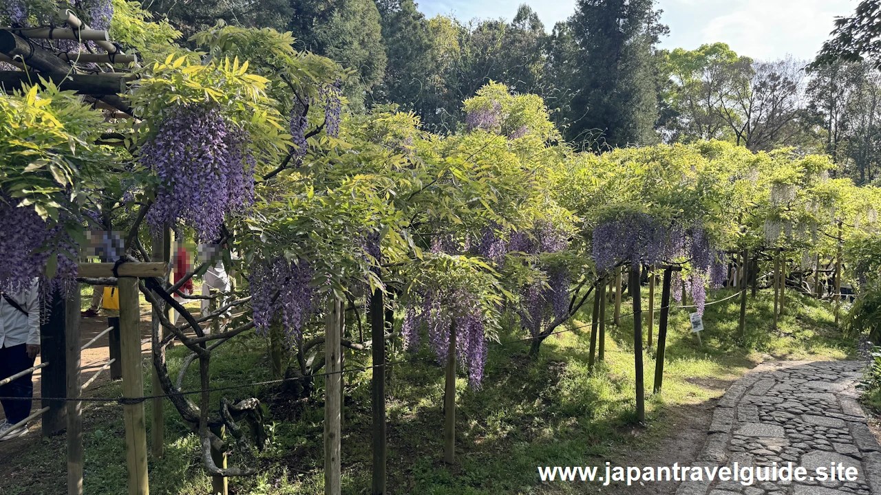 萬葉植物園の藤の園(24)