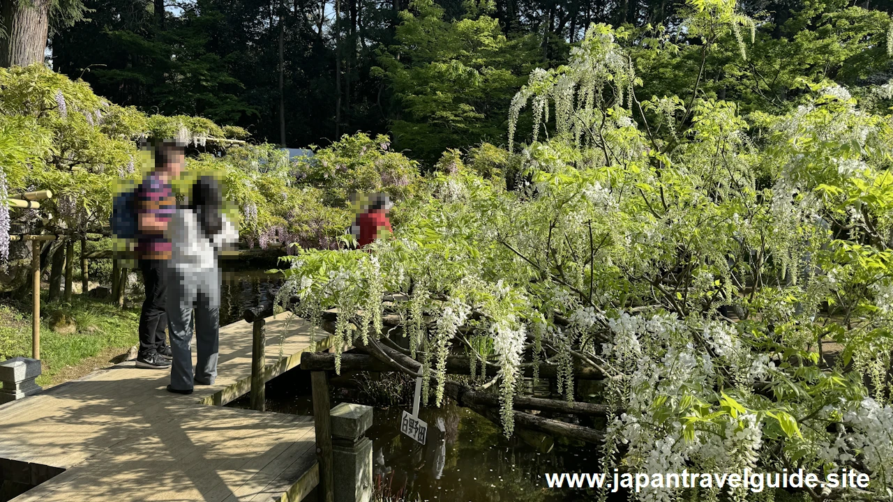 萬葉植物園の藤の園(25)