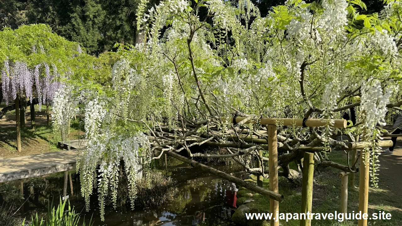 萬葉植物園の藤の園(26)