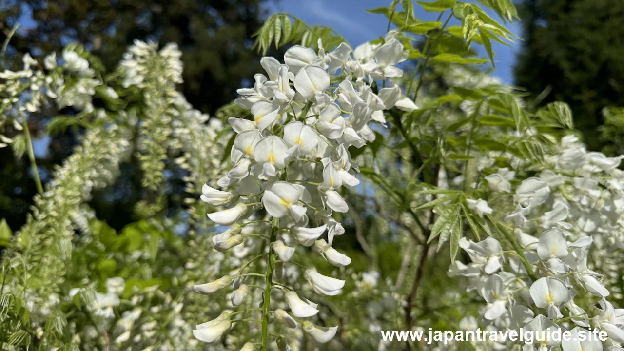 萬葉植物園の藤の園(27)