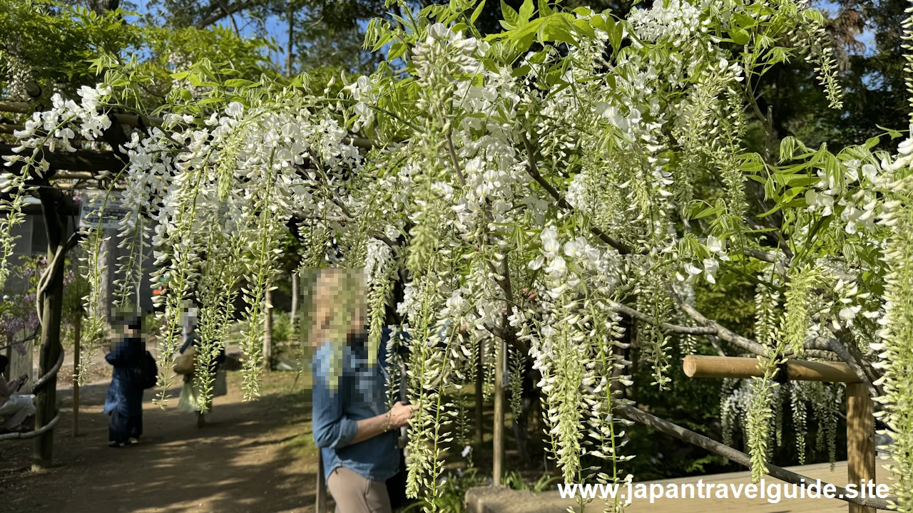 萬葉植物園の藤の園(28)