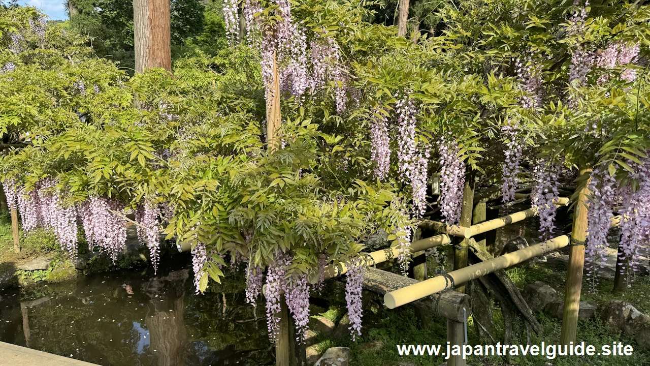 萬葉植物園の藤の園(29)