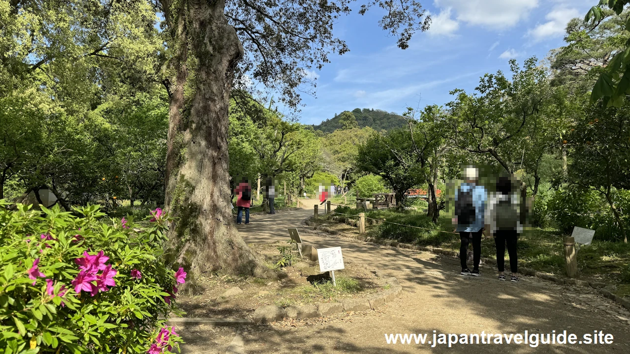 萬葉植物園の藤の園(1)